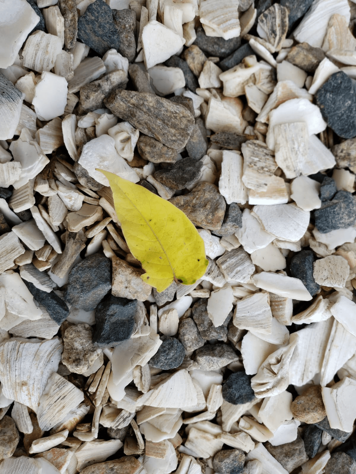 Medication Management